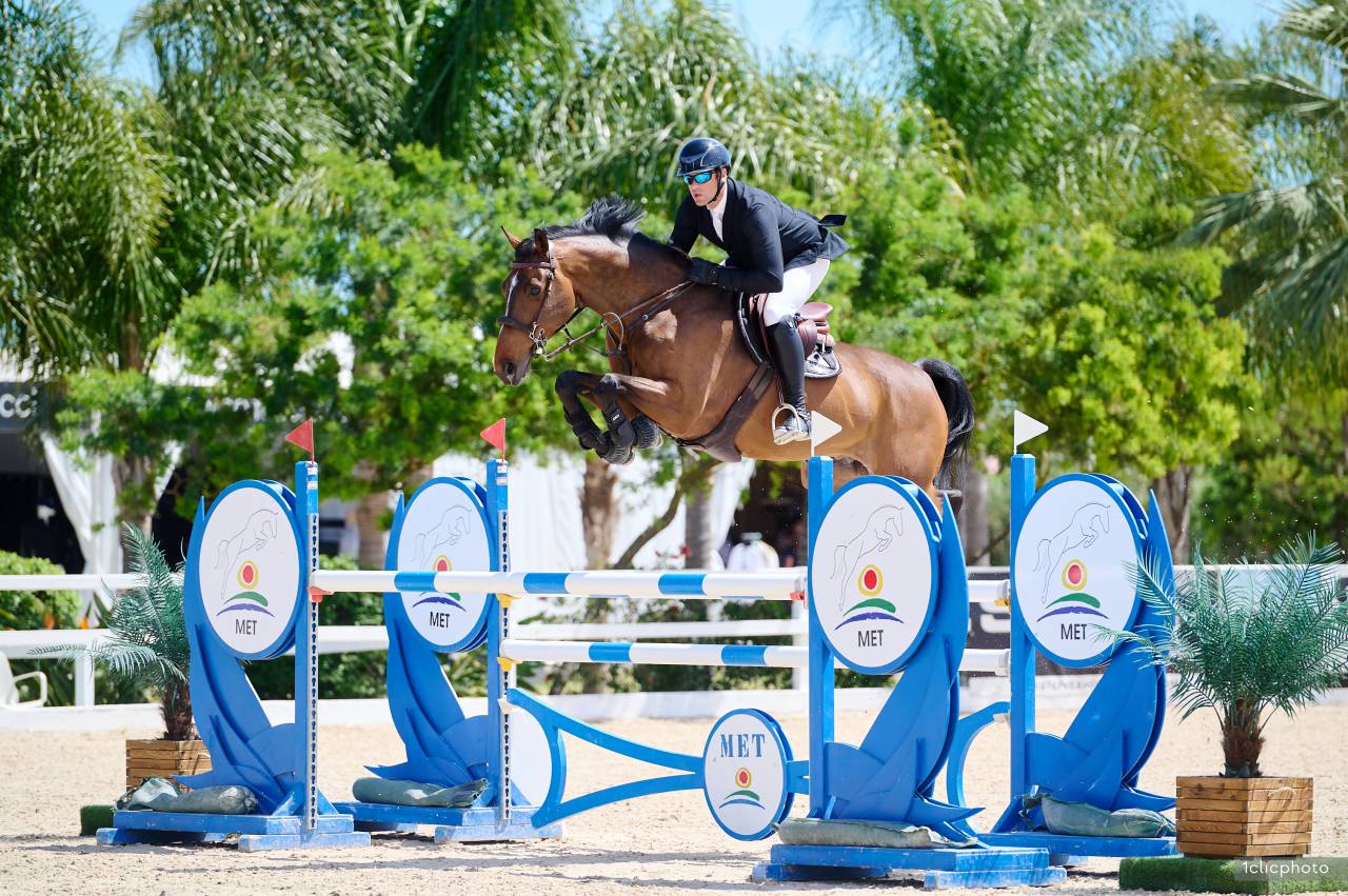 Castrone Sella Francese In vendita 2014 Baio