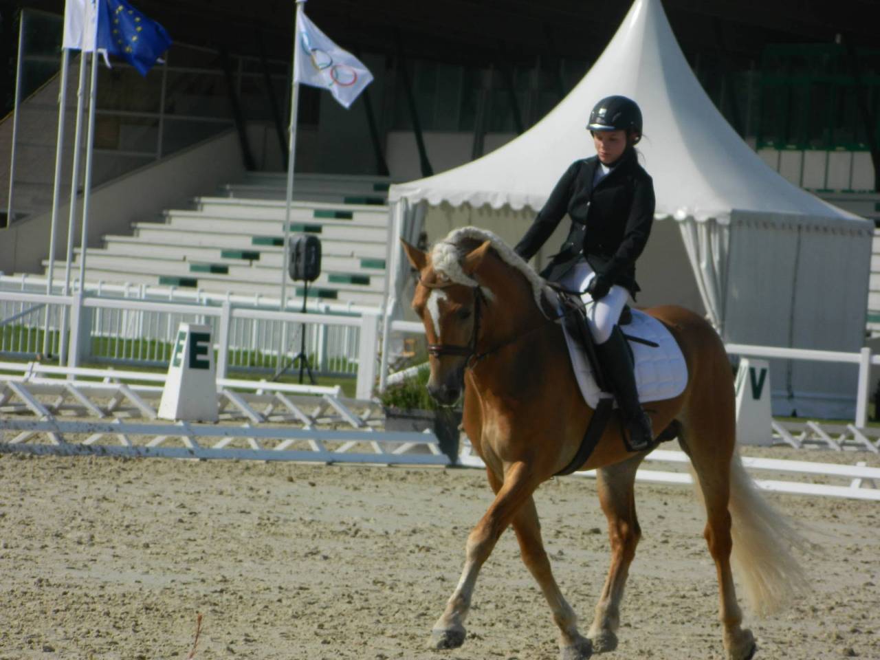 Puledra Haflinger In vendita 2025 Sauro ,  Axone de fayt