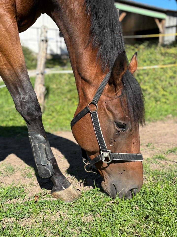 Castrone Purosangue In vendita 2021 Baio