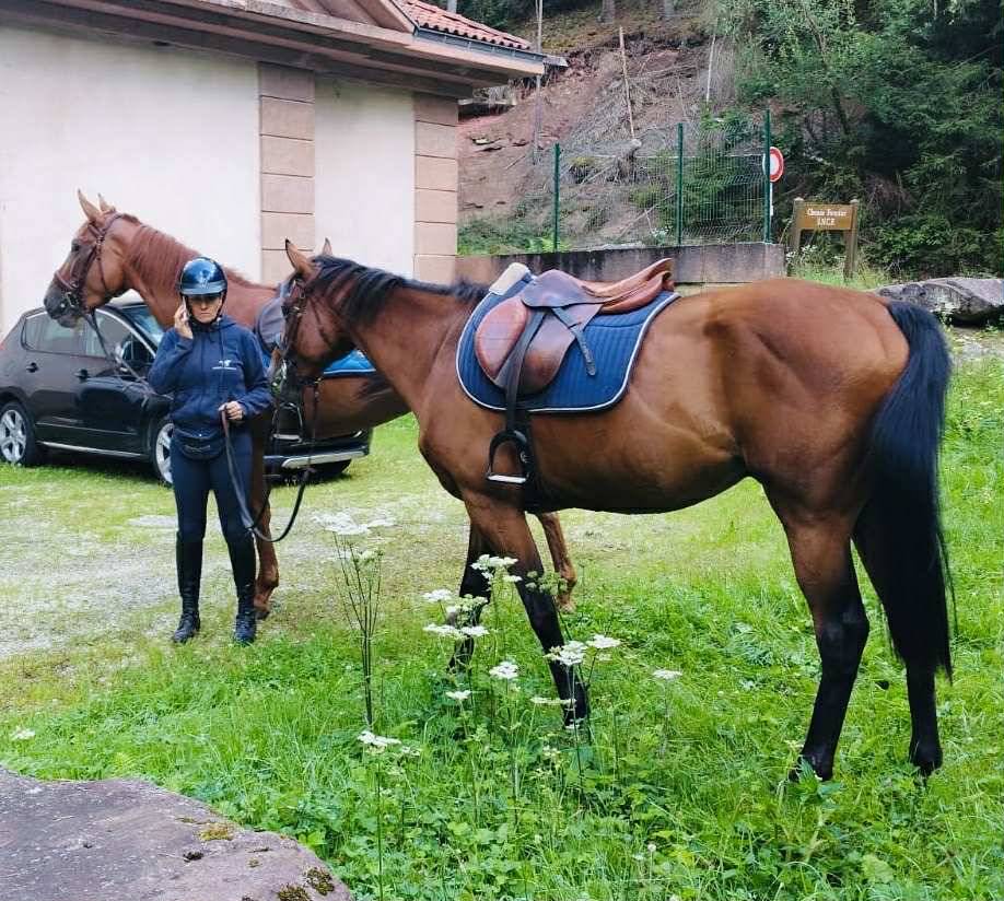 Castrone Purosangue In vendita 2021 Baio