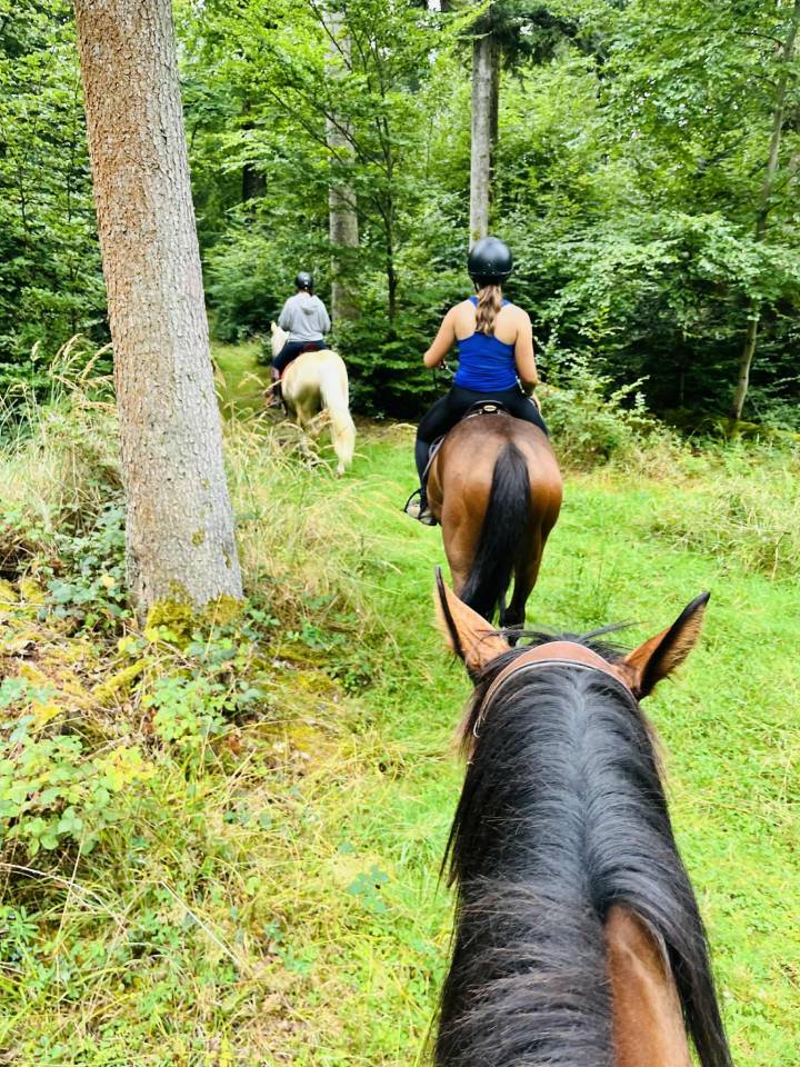 Cavalla Purosangue Inglese In vendita 2023 Baio