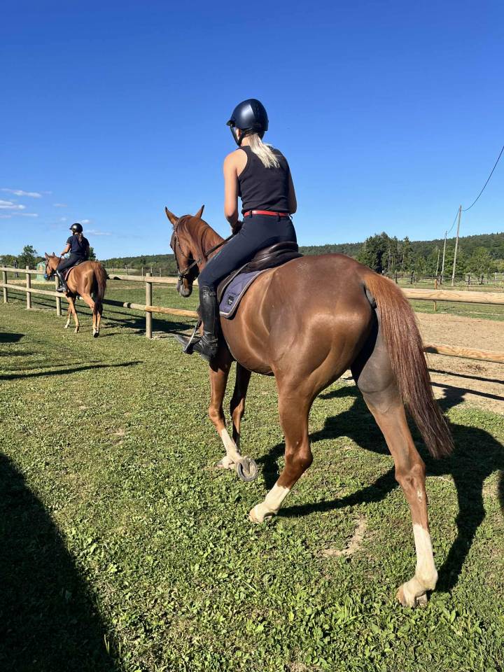 Castrone Purosangue Inglese In vendita 2021 Sauro