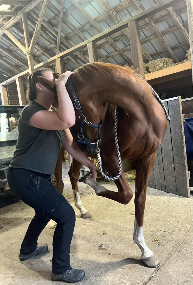 Castrone Purosangue Inglese In vendita 2021 Sauro