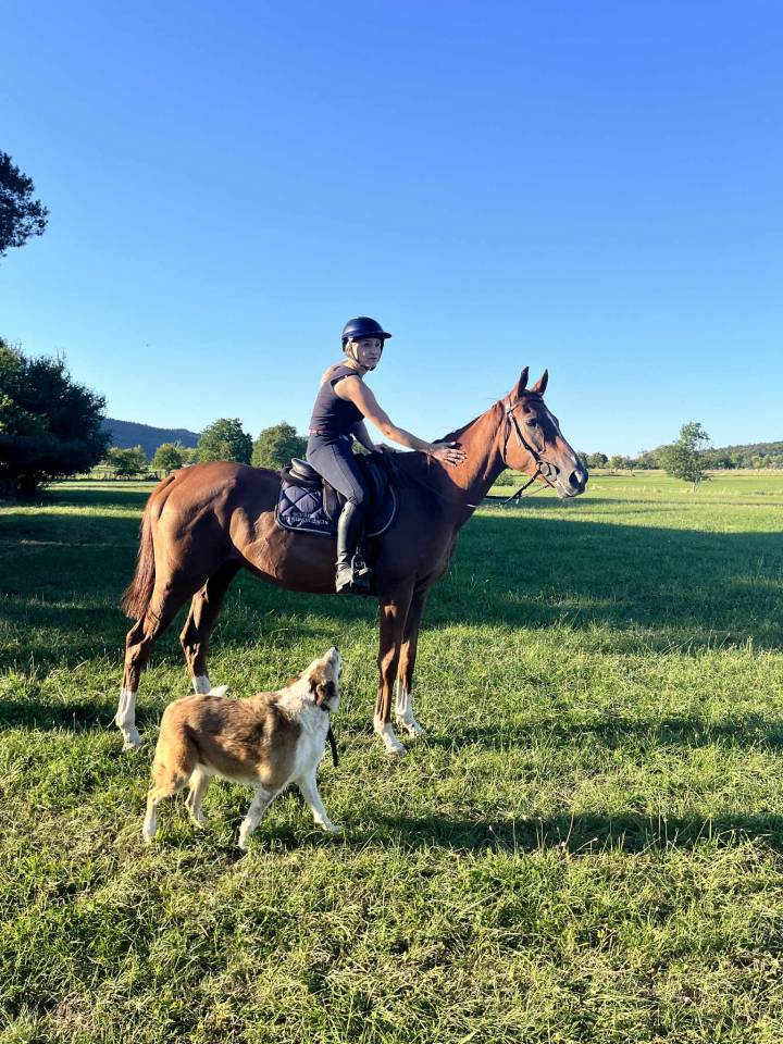 Castrone Purosangue Inglese In vendita 2021 Sauro