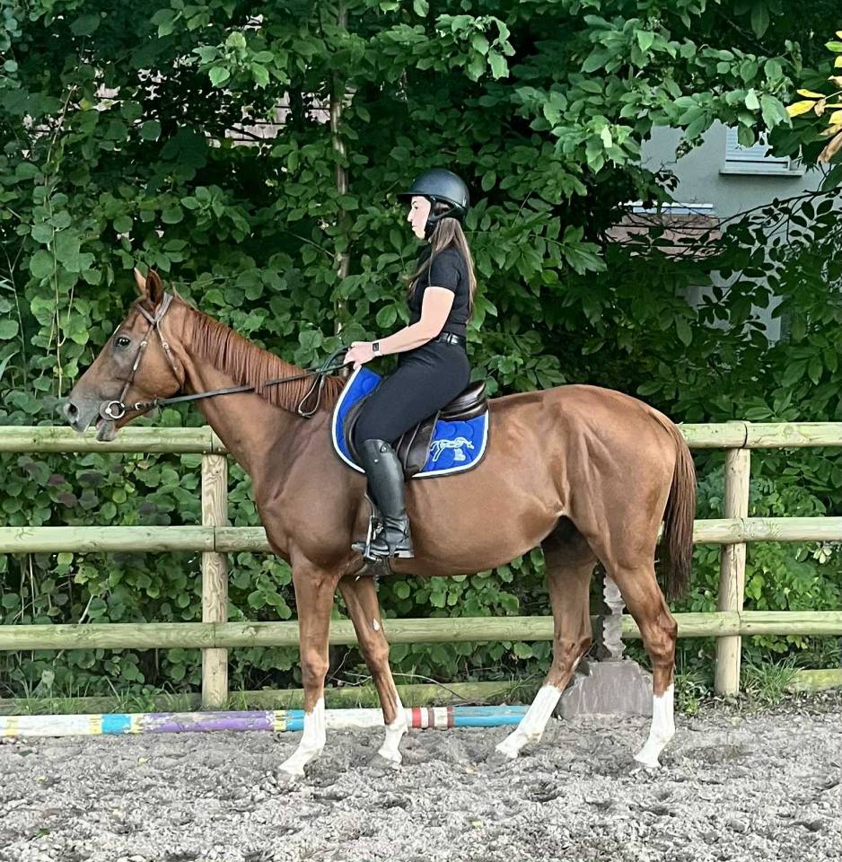 Castrone Purosangue Inglese In vendita 2021 Sauro