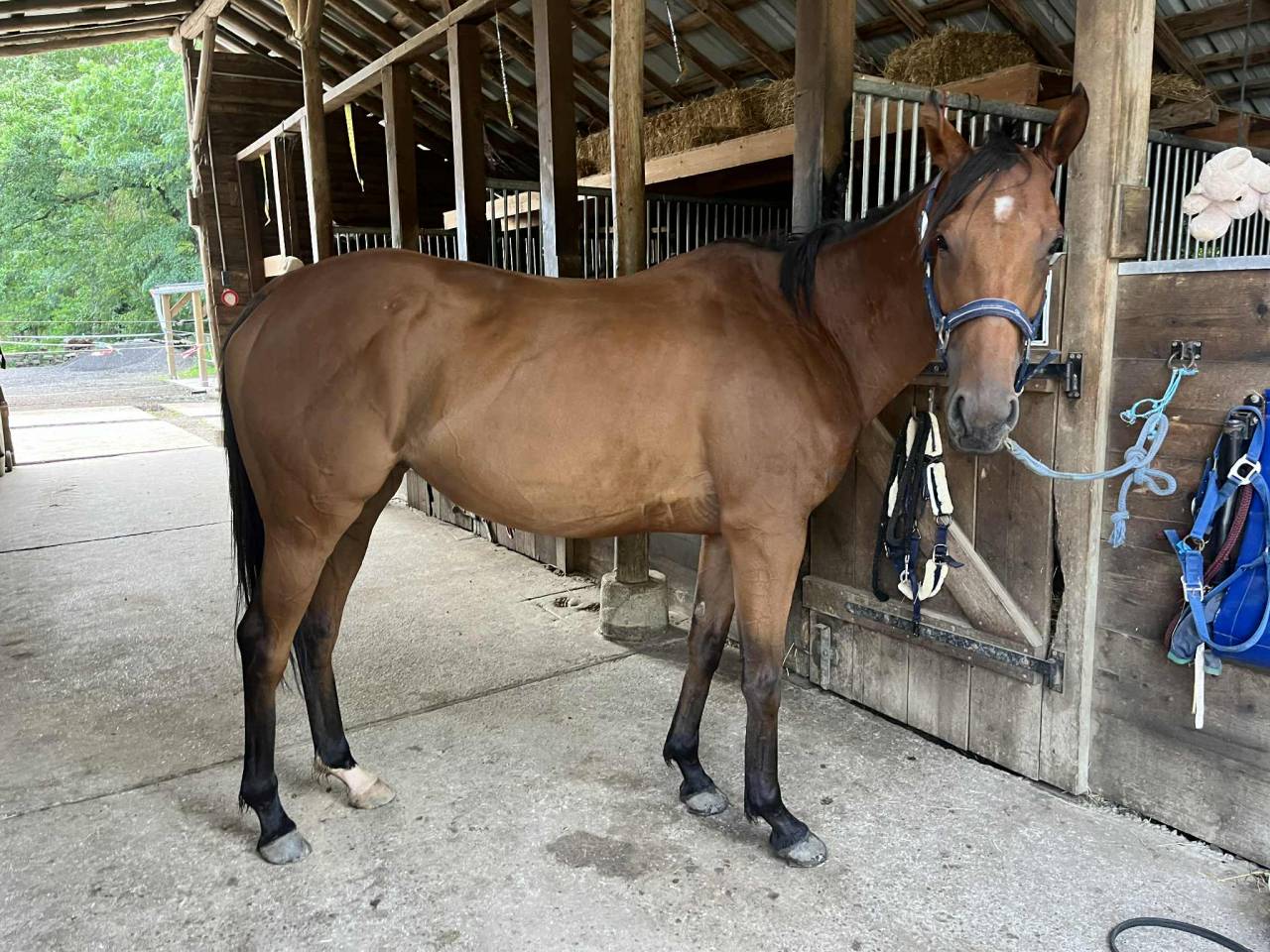 Cavalla Purosangue In vendita 2019 Baio