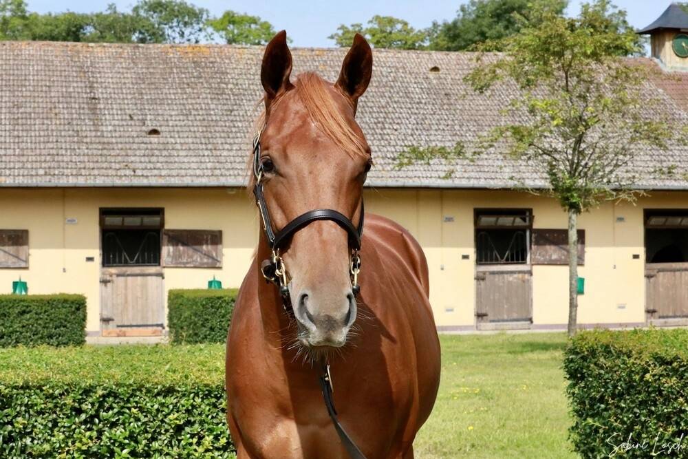 Puledra Purosangue Inglese In vendita 2023 Sauro ,  Sea the moon