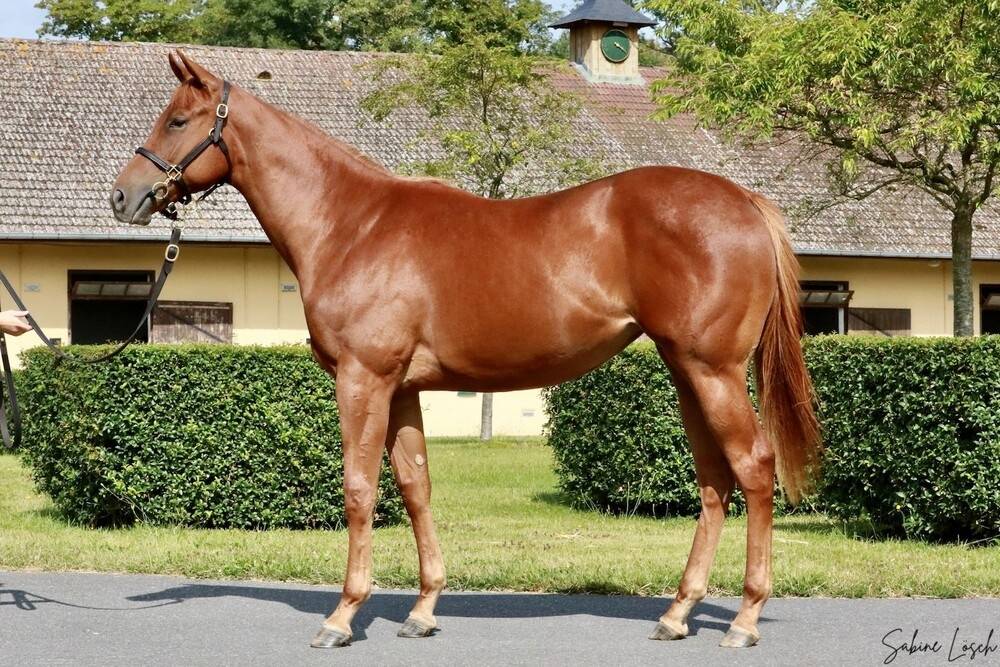 Puledra Purosangue Inglese In vendita 2023 Sauro ,  Sea the moon