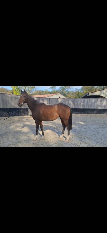 Castrone Purosangue Inglese In vendita 2021 Baio scuro ,  SHALAA