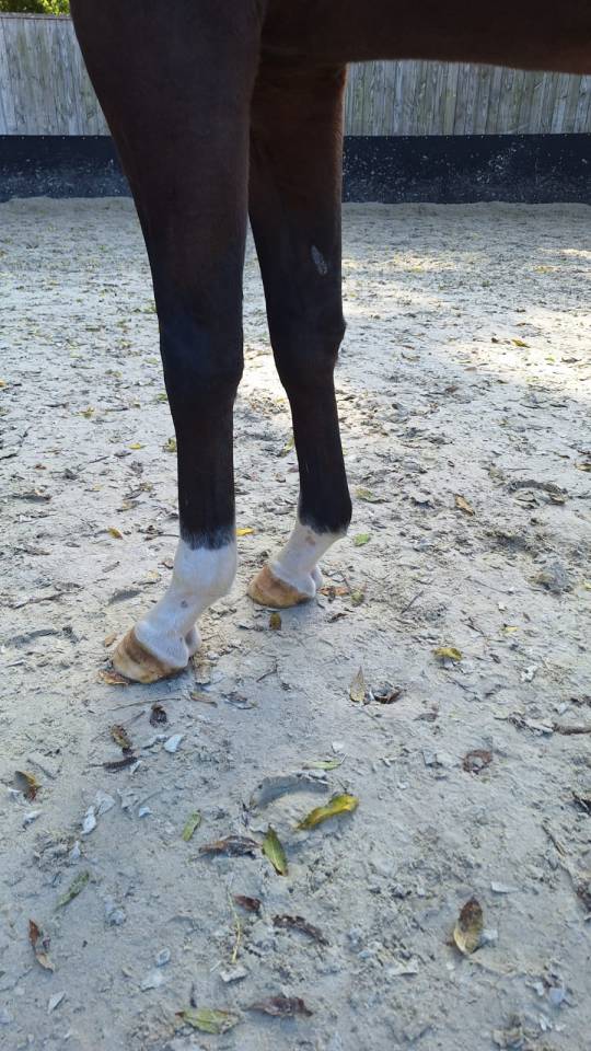 Castrone Purosangue Inglese In vendita 2021 Baio scuro ,  SHALAA