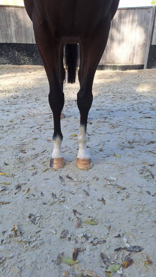 Castrone Purosangue Inglese In vendita 2021 Baio scuro ,  SHALAA