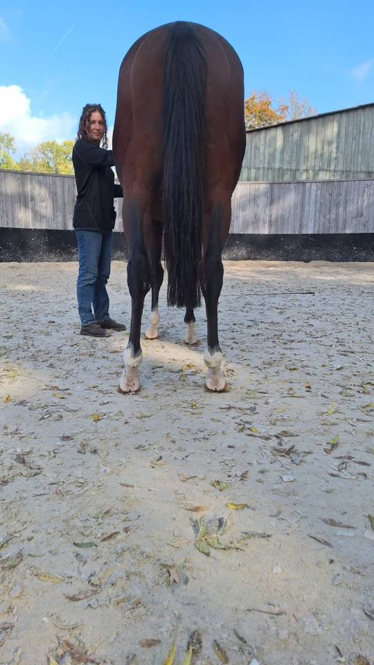 Castrone Purosangue Inglese In vendita 2021 Baio scuro ,  SHALAA