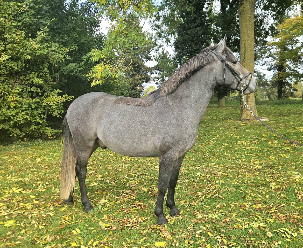 Castrone PFS Pony Francese da Sella In vendita 2023 Grigio ,  JOCKER DES NOUETTES