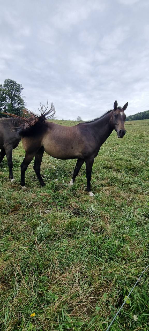 Cavalla Akhal Teke In vendita 2017 Isabella ,  Orion
