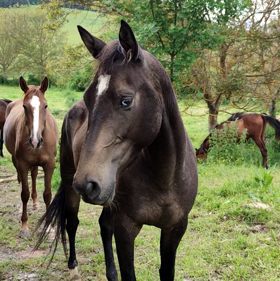 Cavalla Akhal Teke In vendita 2017 Isabella ,  Orion