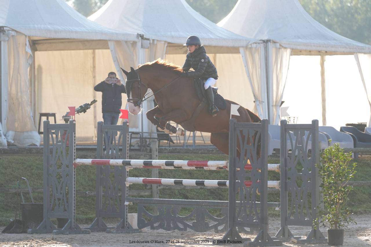 Cavalla Origine non conosciuta  In vendita 2014 Sauro brulé ,  GUEPAR DE BREKKA