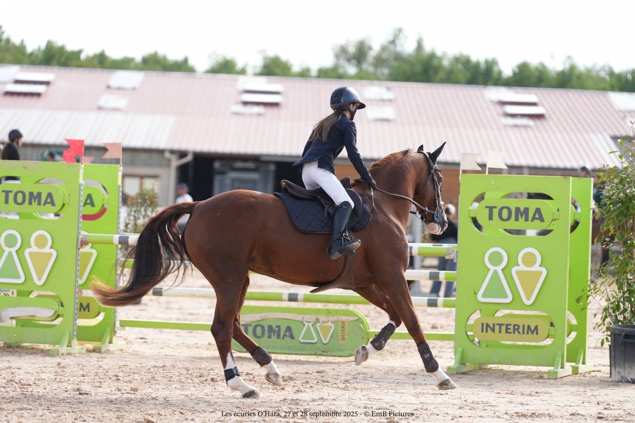 Cavalla Origine non conosciuta  In vendita 2014 Sauro brulé ,  GUEPAR DE BREKKA