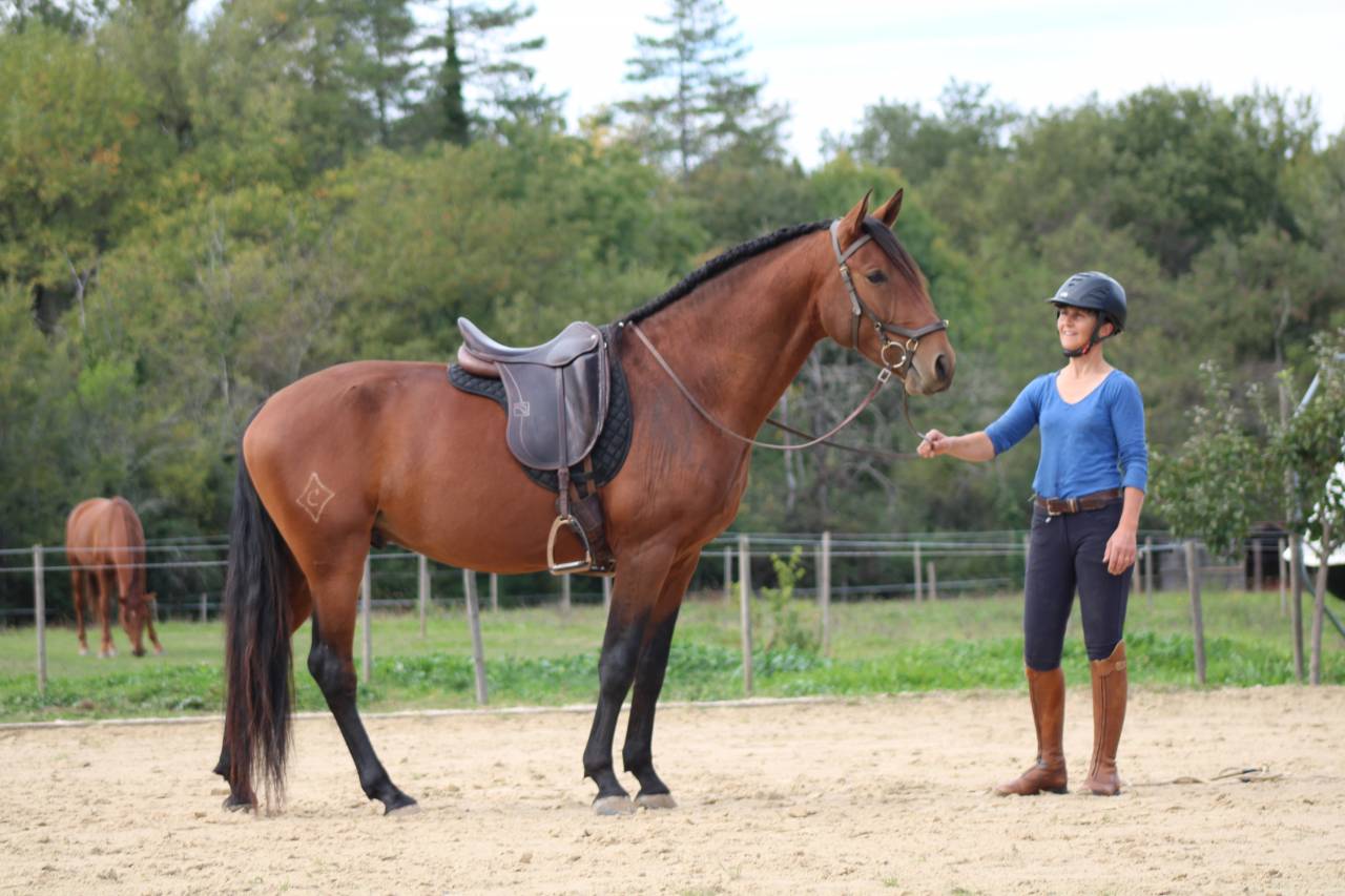 Intero Lusitano In vendita 2021 Baio ,  EQUADOR MVL