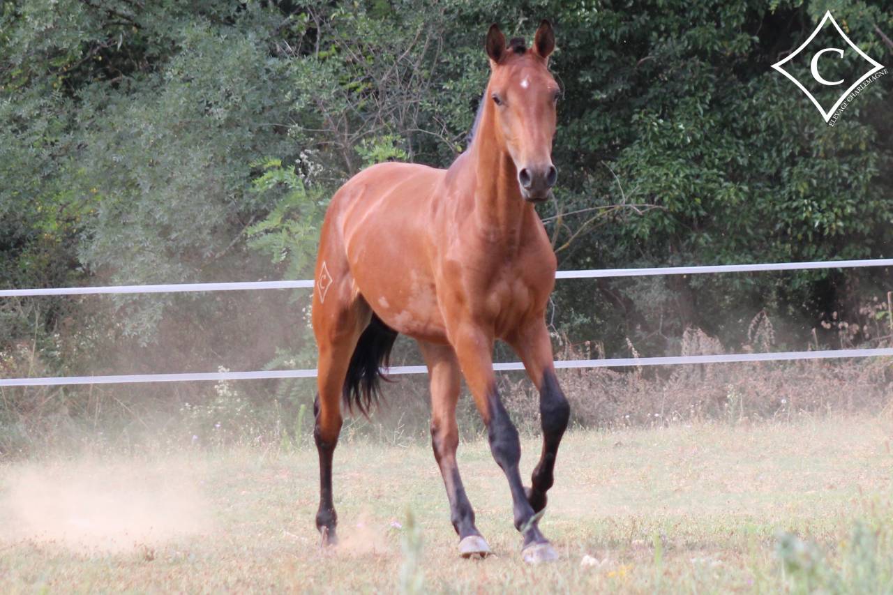 Castrone Lusitano In vendita 2021 Baio ,  EQUADOR MVL