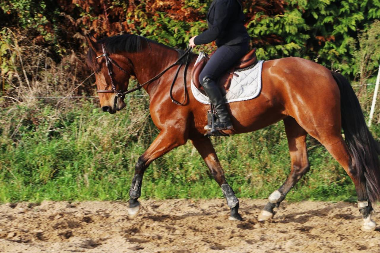 Cavalla PRE Andaluso In vendita 2021 Baio