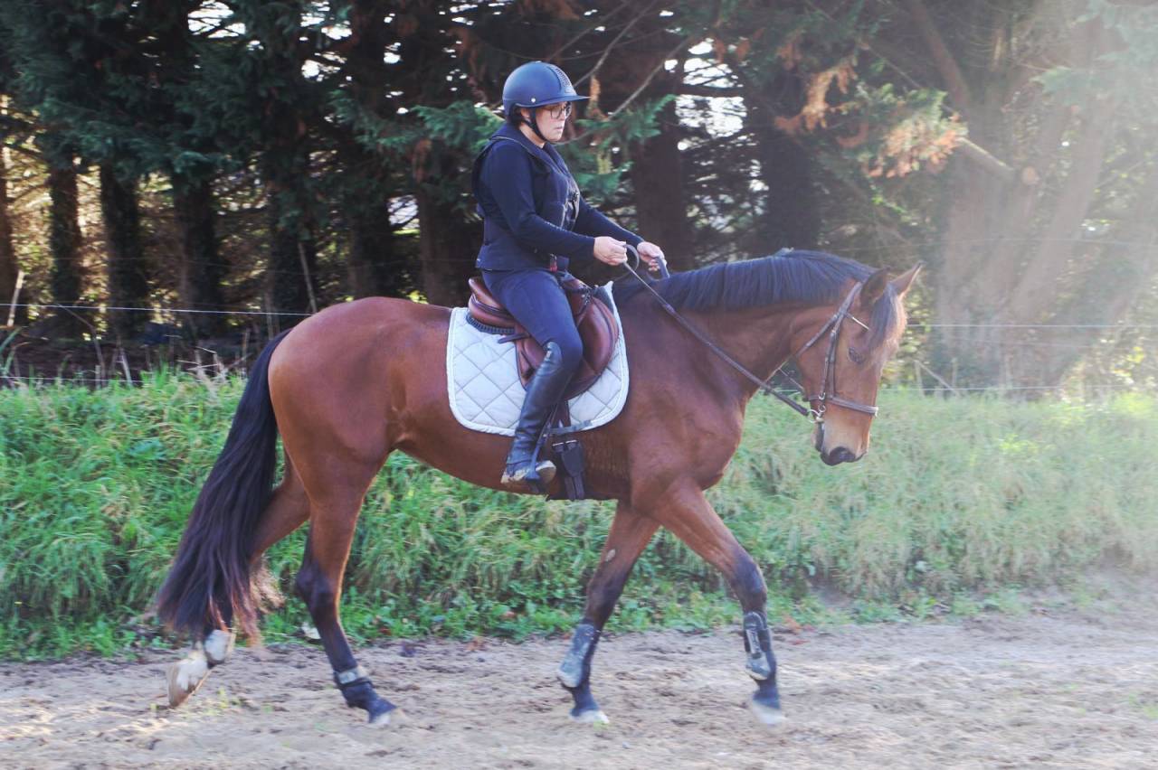 Cavalla PRE Andaluso In vendita 2021 Baio