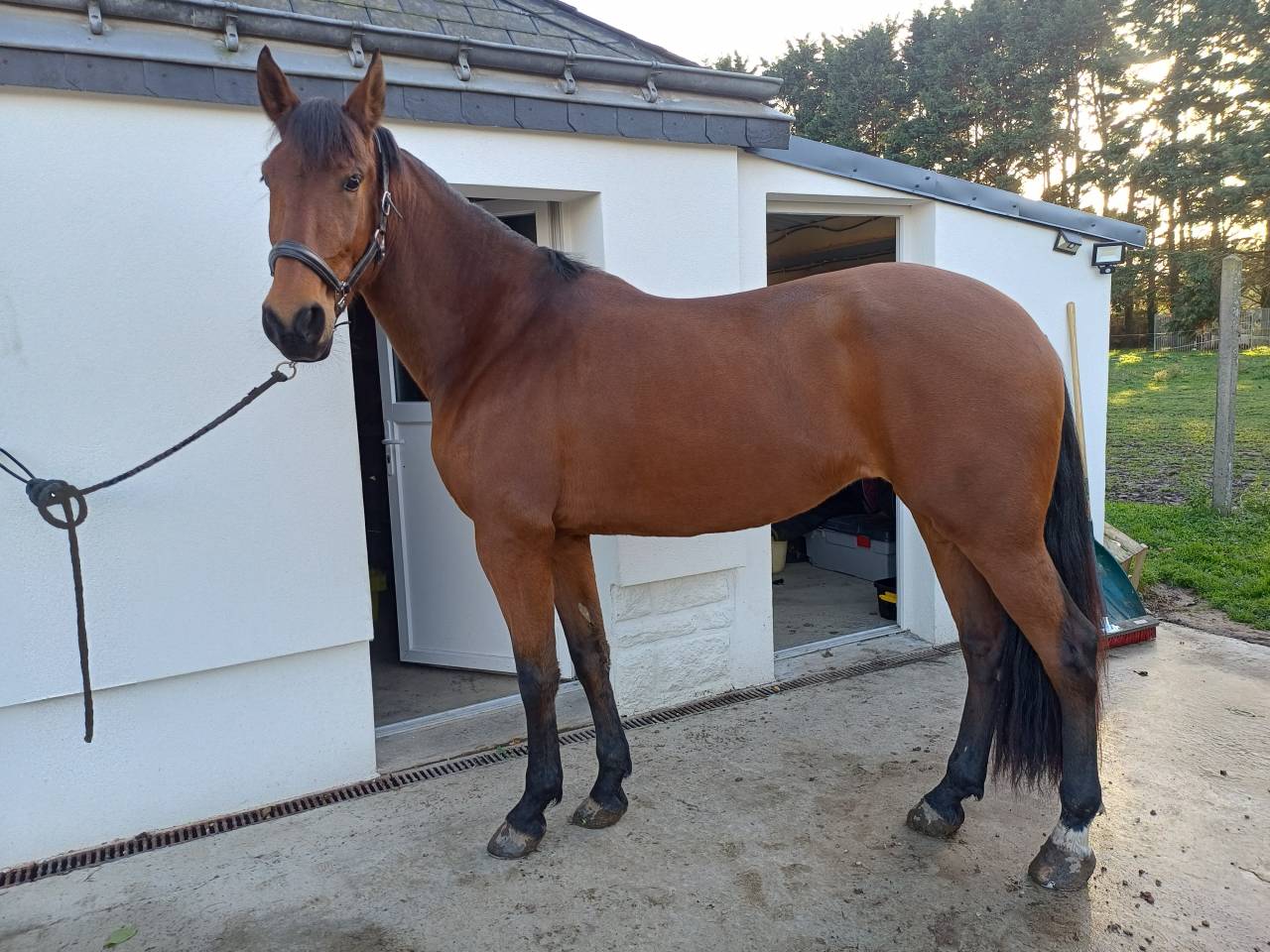 Cavalla PRE Andaluso In vendita 2021 Baio