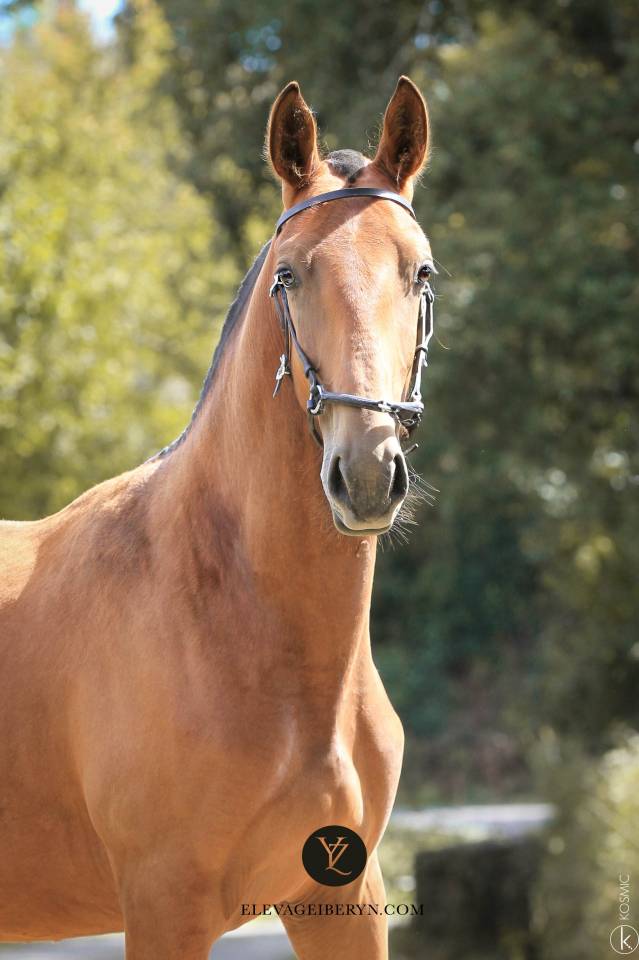 Intero Lusitano In vendita 2024 Baio ,  Trovador SS 