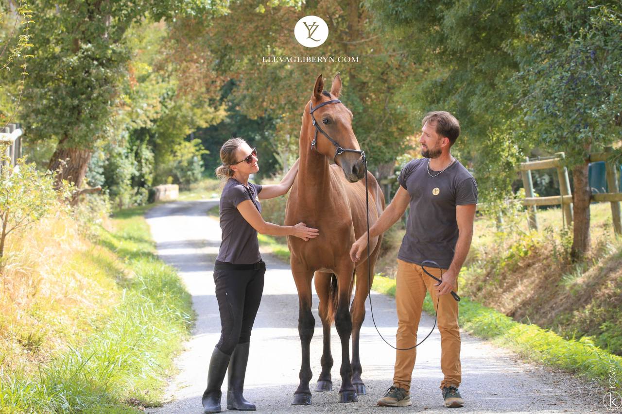 Intero Lusitano In vendita 2024 Baio ,  Trovador SS 