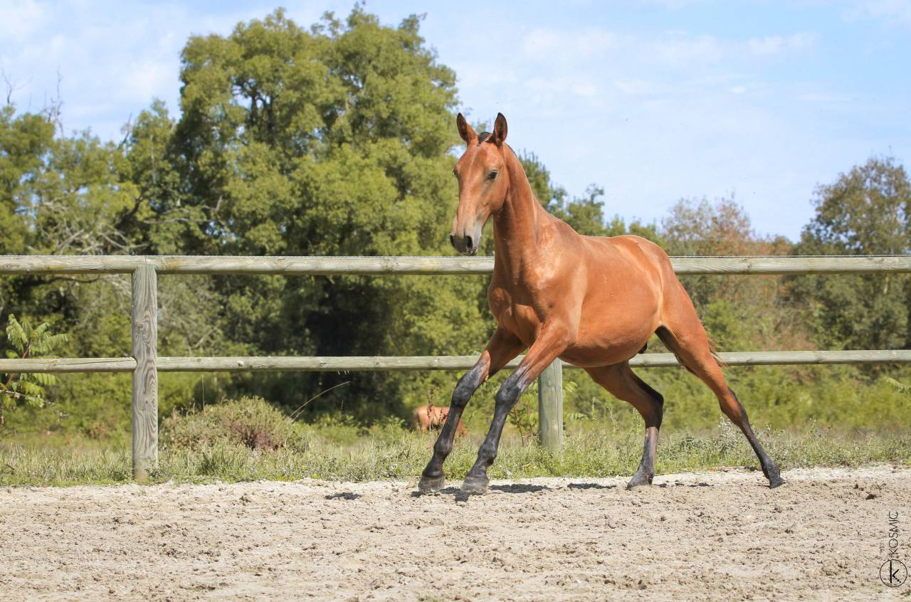 Intero Lusitano In vendita 2024 Baio ,  Trovador SS 