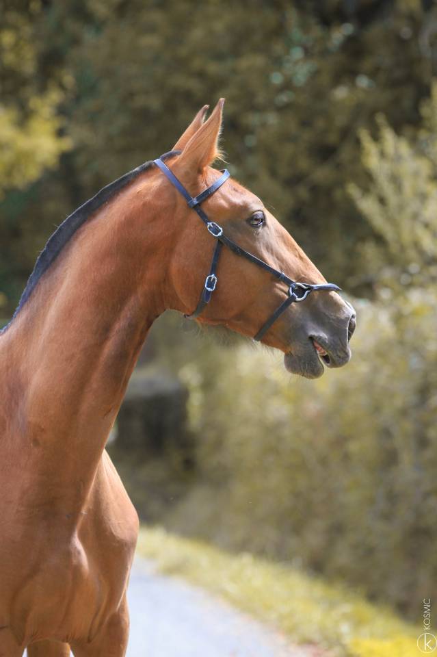 Intero Lusitano In vendita 2024 Baio ,  Trovador SS 