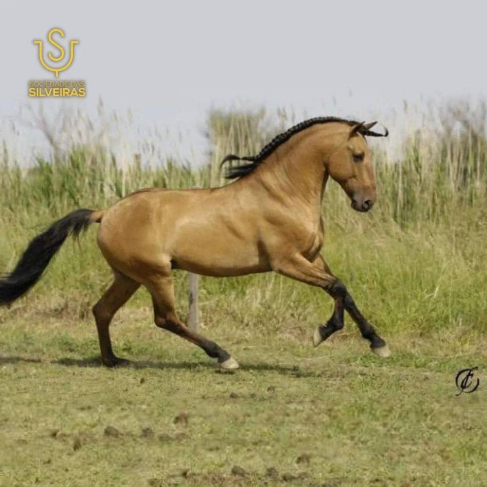 Intero Lusitano In vendita 2024 Baio ,  Trovador SS 