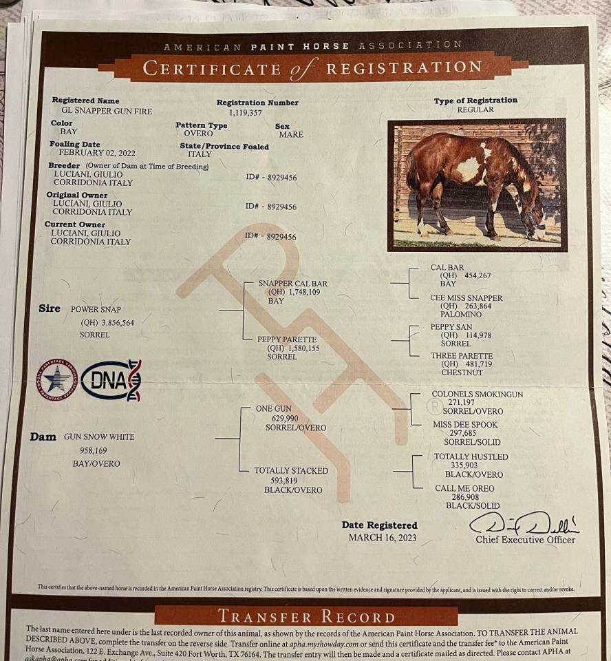 Vendita cavallo reining 