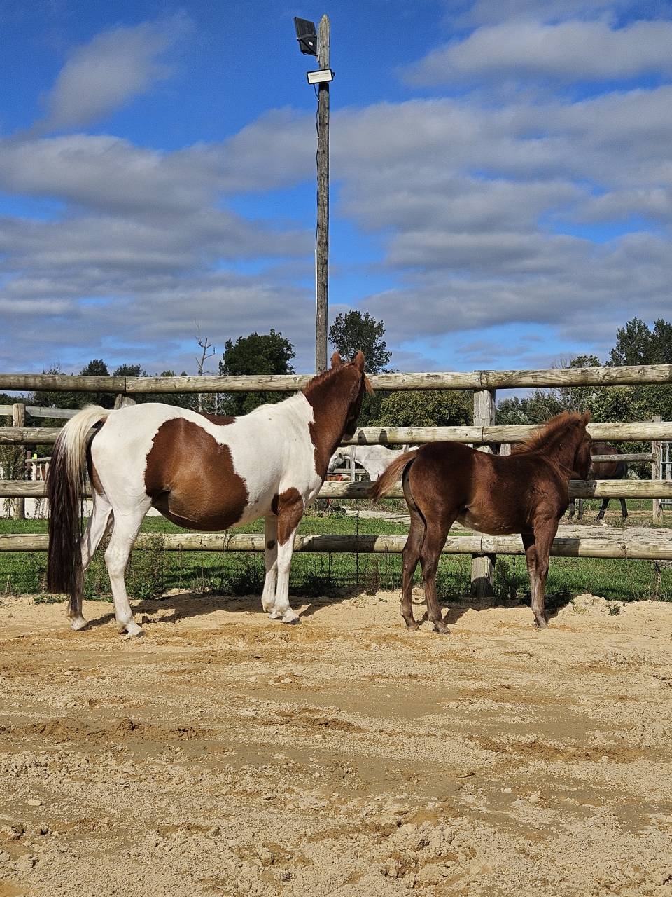 Cavalla Origine non conosciuta  In vendita 2019 Pezzato