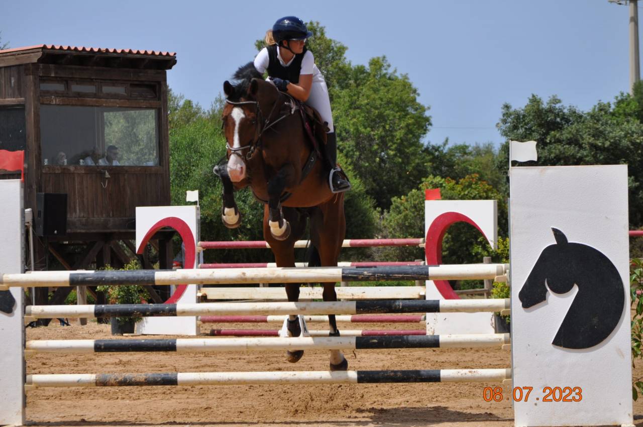 Flash M - Cavallo Ollandese del 2010