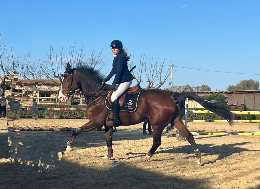 Bellissimo castrone del 2010