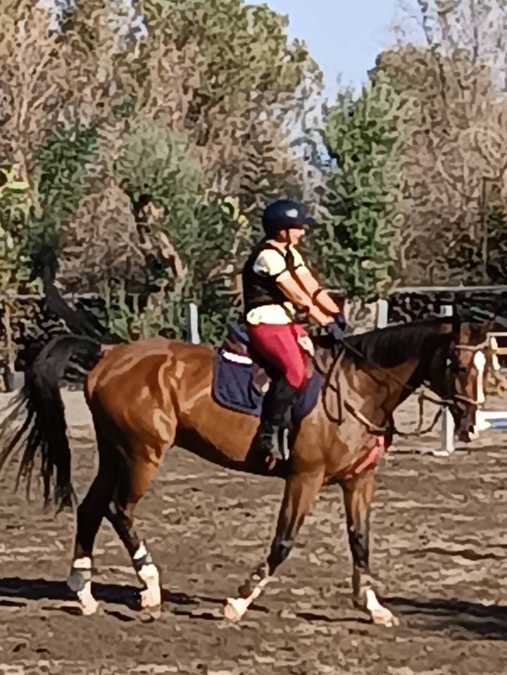 Bellissimo castrone del 2010