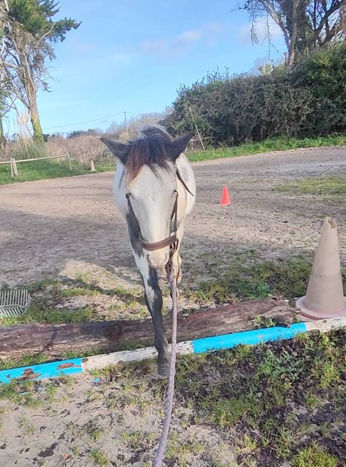 Puledro Origine non conosciuta  In vendita 2024 Overo