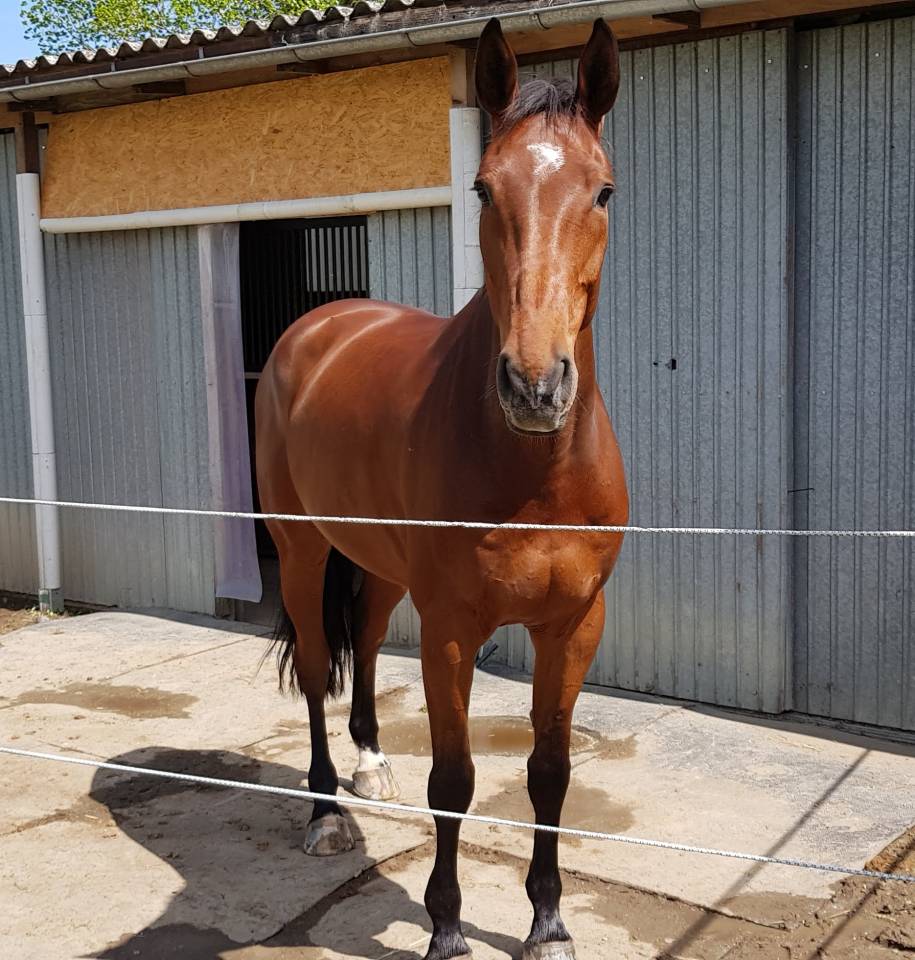 Castrone Sella Francese In vendita 2012 Baio ,  Nouma d'Auzay