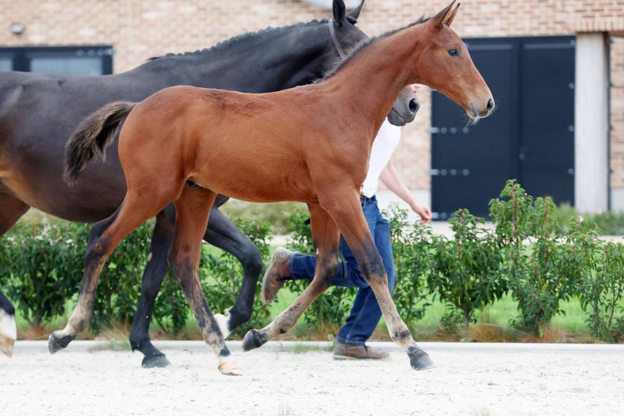 Stallone Zangersheide In vendita 2025 Baio scuro ,  HH Conrad Z