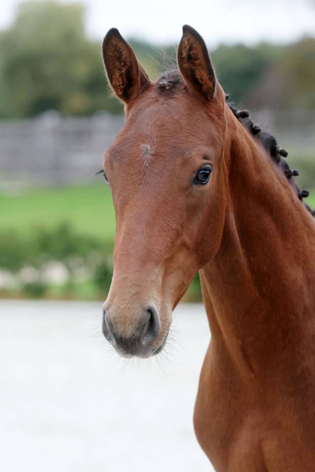 Stallone Zangersheide In vendita 2025 Baio scuro ,  HH Conrad Z