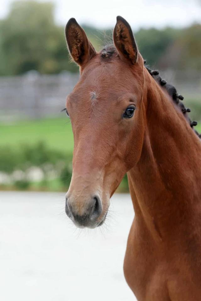 Stallone Zangersheide In vendita 2025 Baio scuro ,  HH Conrad Z