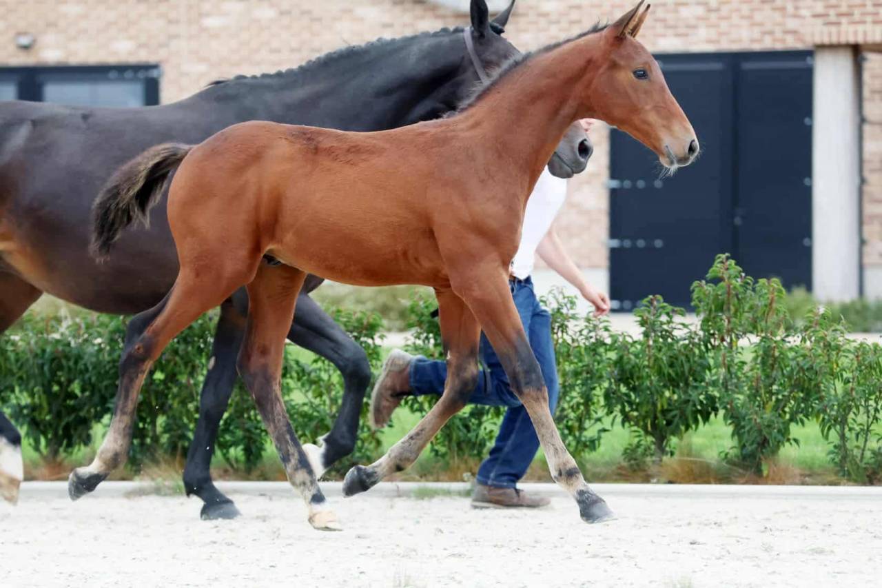 Stallone Zangersheide In vendita 2025 Baio scuro ,  HH Conrad Z