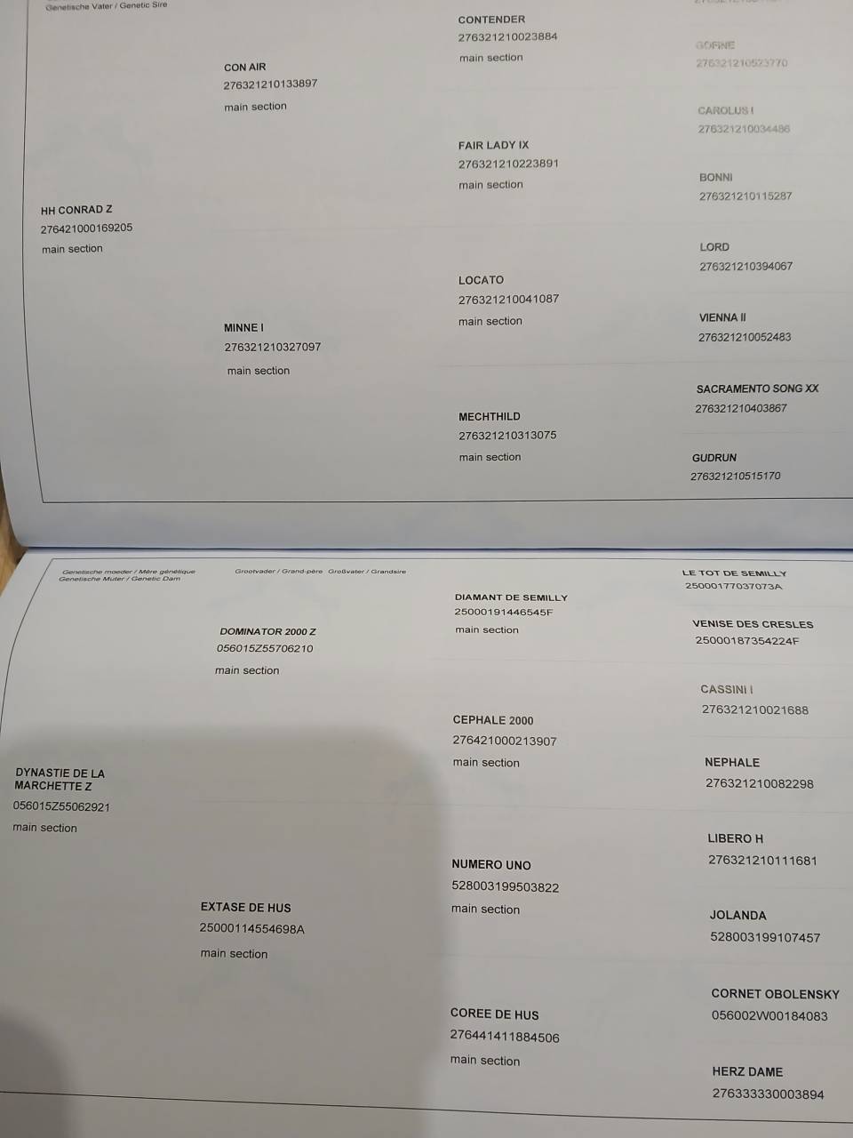 Stallone Zangersheide In vendita 2025 Baio scuro ,  HH Conrad Z