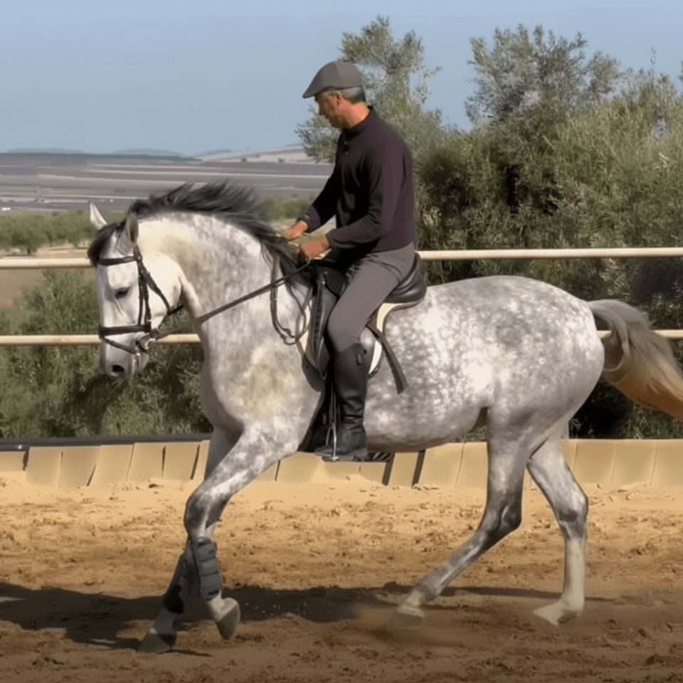 Cavalla PRE Andaluso In vendita 2021 Grigio
