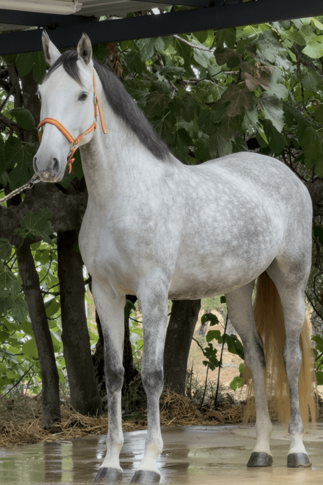 Cavalla PRE Andaluso In vendita 2021 Grigio