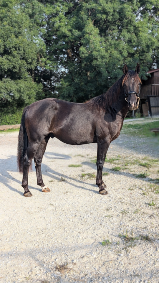 Intero Quarter Horse In vendita 2023 Nero