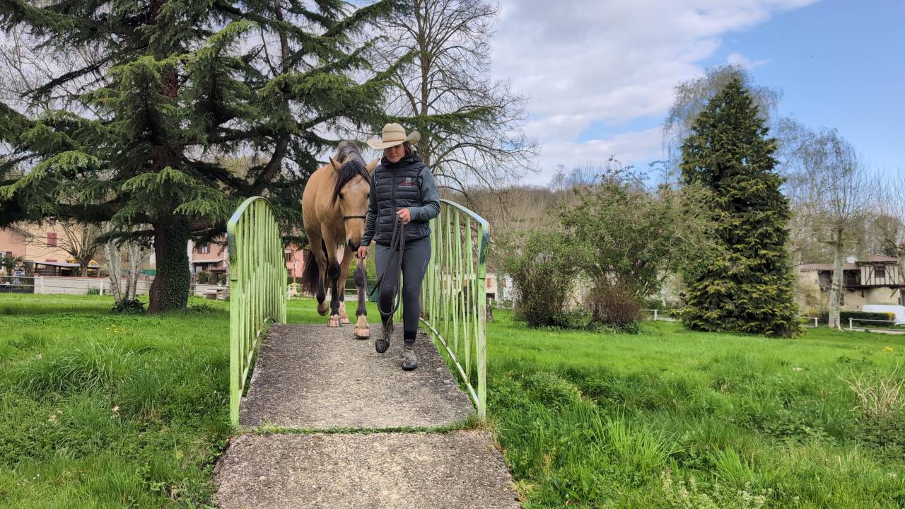 Castrone PRE Andaluso In vendita 2021 Isabella
