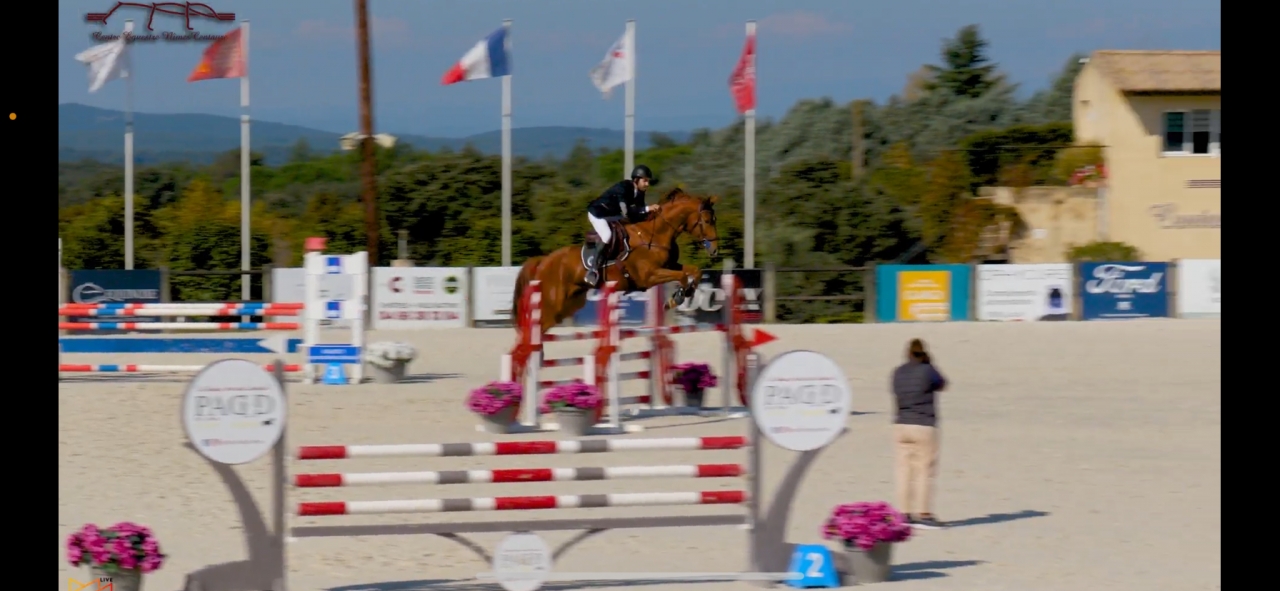 Castrone Sella Francese In vendita 2018 Sauro ,  SANDRO BOY