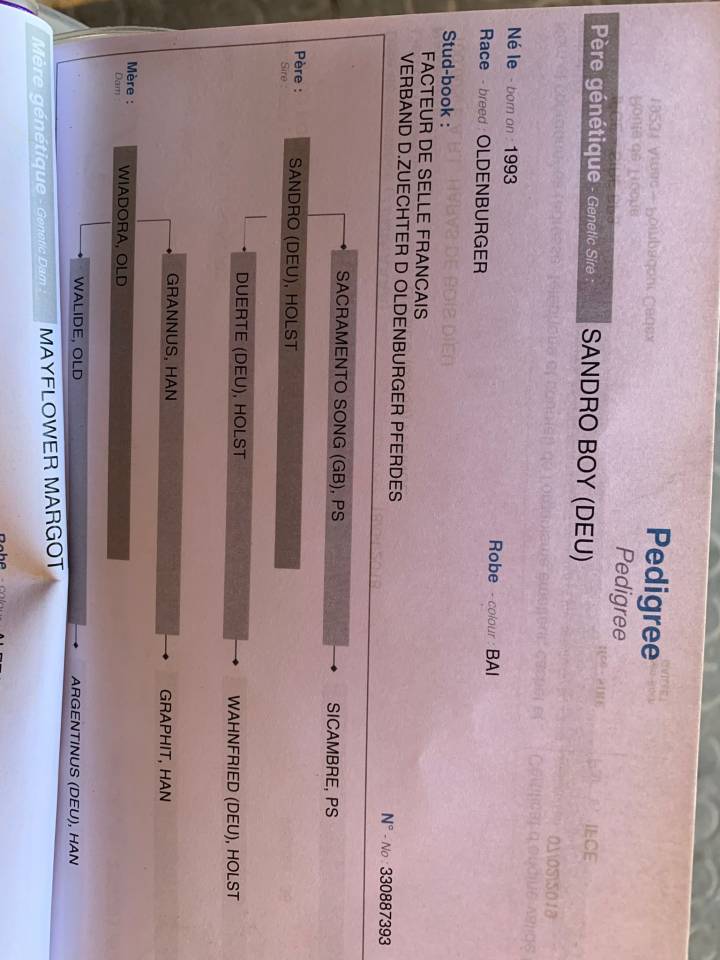 Castrone Sella Francese In vendita 2018 Sauro ,  SANDRO BOY