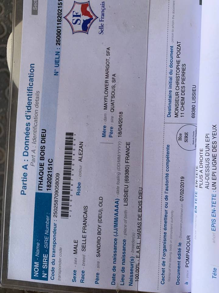 Castrone Sella Francese In vendita 2018 Sauro ,  SANDRO BOY